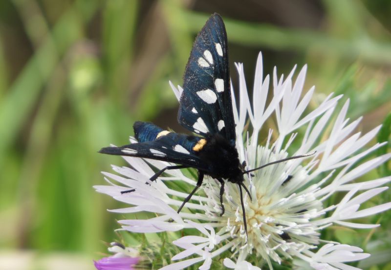 Amata sp. (Sicilia)